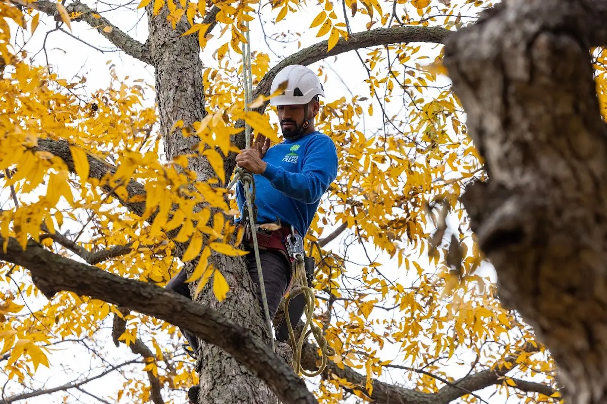 Skilled Tree Planting crew working in Foyil
